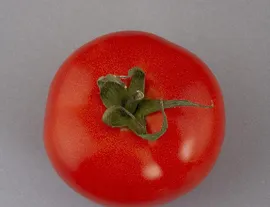 salade de pêches