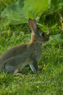 Lapin à  la moutarde