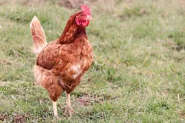 Poulet surprise
